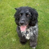 Great Lakes Veterinary Clinic: Randy Van Maanen, DVM ico