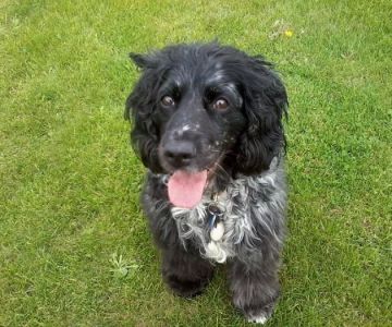 Great Lakes Veterinary Clinic: Randy Van Maanen, DVM