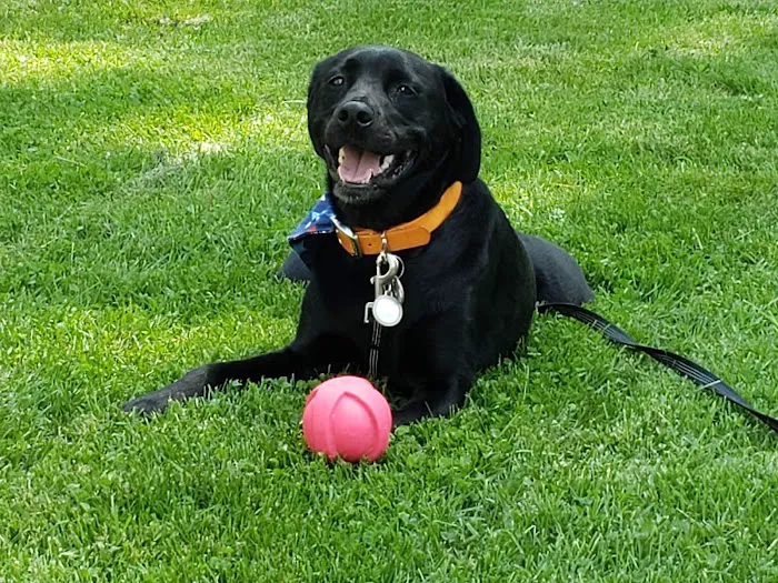 Great Lakes Veterinary Clinic 6