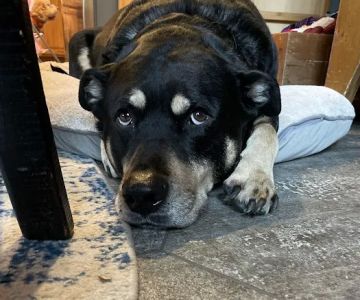 Great Lakes Veterinary Clinic