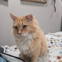 Fox Valley Veterinary Hospital ico