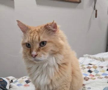 Fox Valley Veterinary Hospital