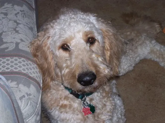 Fox Valley Veterinary Hospital 9