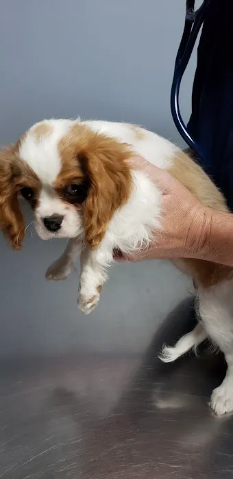 Fox Valley Veterinary Hospital 2