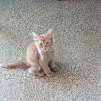 Ottawa Veterinary Hospital ico