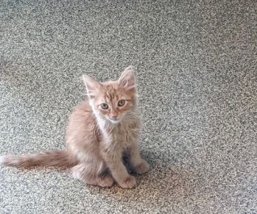 Ottawa Veterinary Hospital