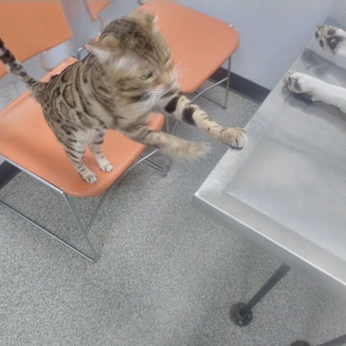 Ottawa Veterinary Hospital 4