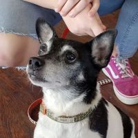 Chessie Lane Animal Hospital ico