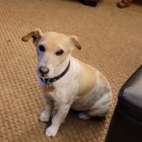 Novak Veterinary Clinic ico