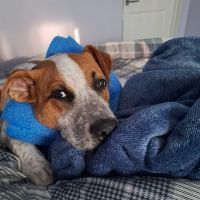 Novak Rinker Veterinary Clinic ico