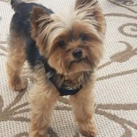 Geneseo Animal Hospital ico