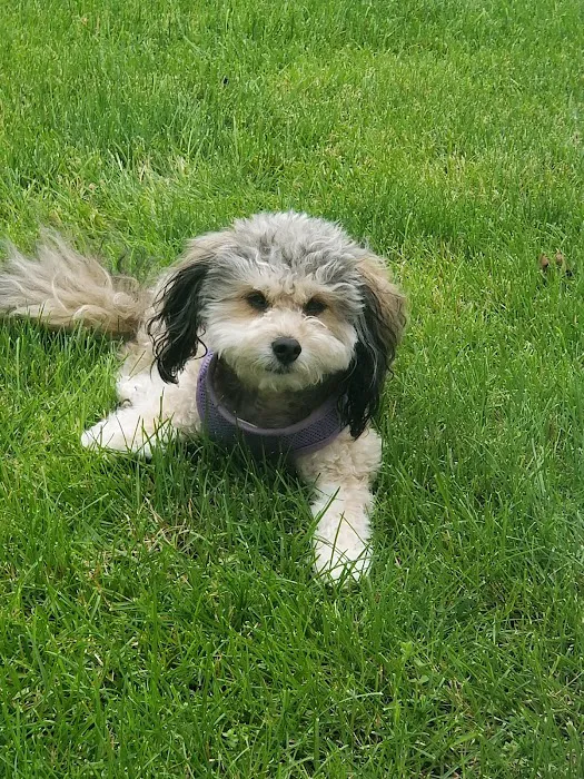 Geneseo Animal Hospital 12