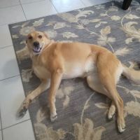 Miller Veterinary Services ico