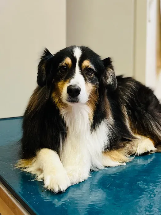 Miller Veterinary Services 4