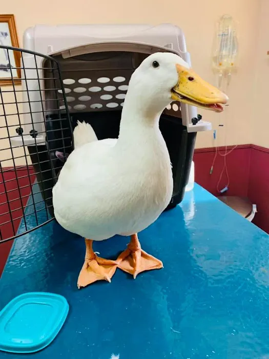 Miller Veterinary Services 7