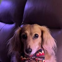 River View Veterinary Service ico