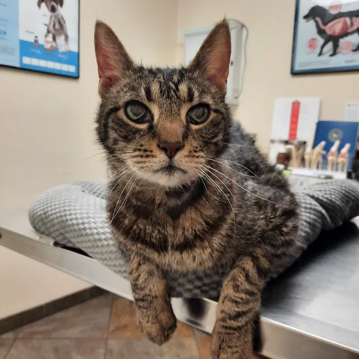 DeWitt Pet Hospital 12