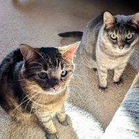 DeWitt Pet Hospital ico