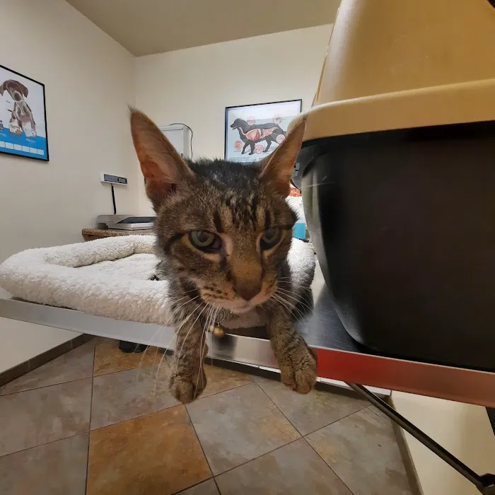 DeWitt Pet Hospital 12