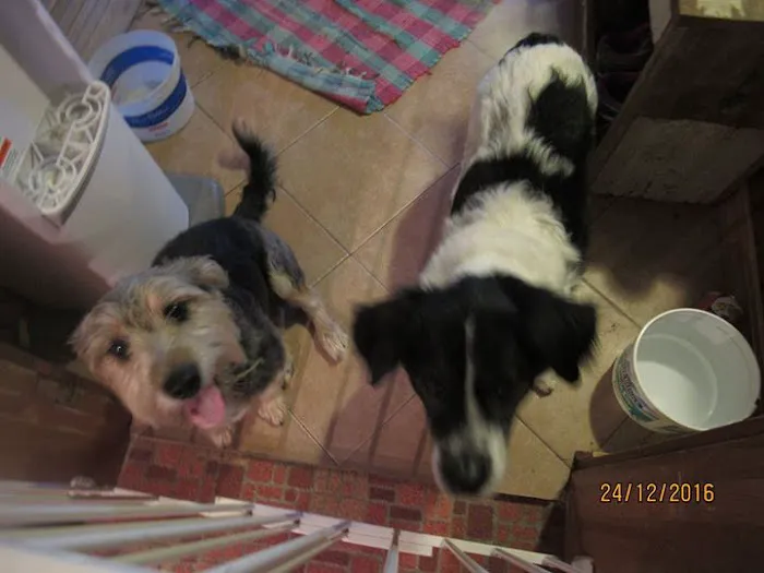 Be Jaze Animal Hospital 12