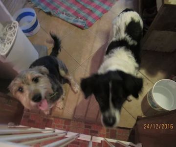 Be Jaze Animal Hospital