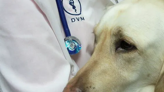 Scott County Animal Hospital 12