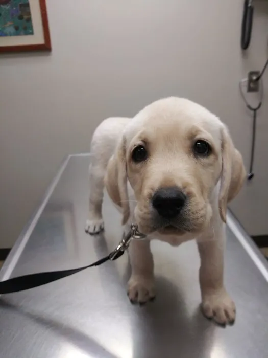 Eldridge Veterinary Clinic P.C. 12