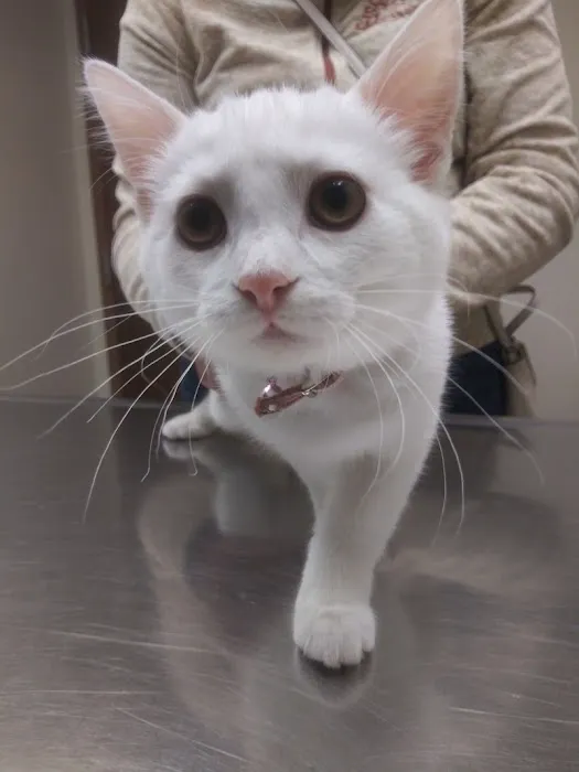 Eldridge Veterinary Clinic P.C. 12