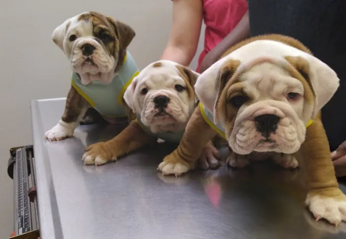 Eldridge Veterinary Clinic P.C. 12