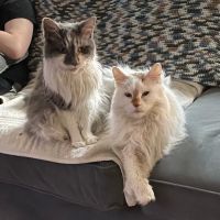 Risius Family Veterinary Service ico