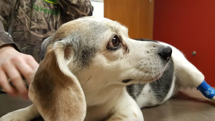 Evansville Veterinary Service 5