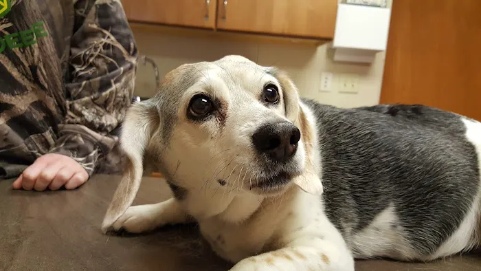 Evansville Veterinary Service 6
