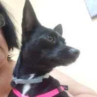 Country View Veterinary Service of New Glarus ico