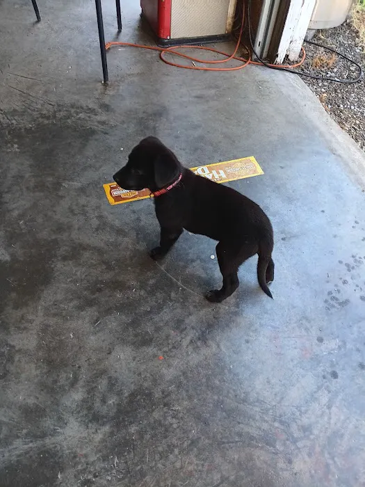Massanutten Animal Clinic 12