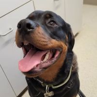 Massanutten Animal Clinic ico