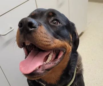 Massanutten Animal Clinic