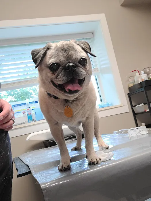 Massanutten Animal Clinic 12