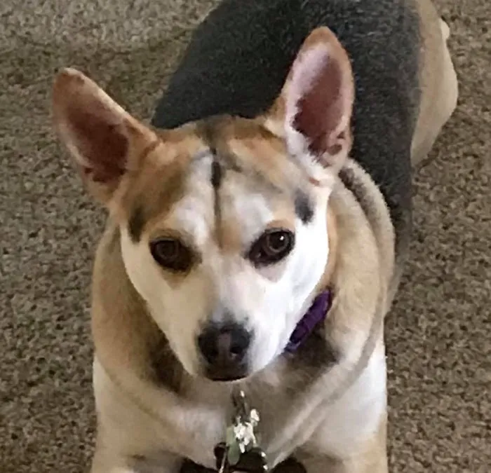 South Branch Animal Hospital 12