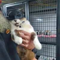 South Branch Animal Hospital ico