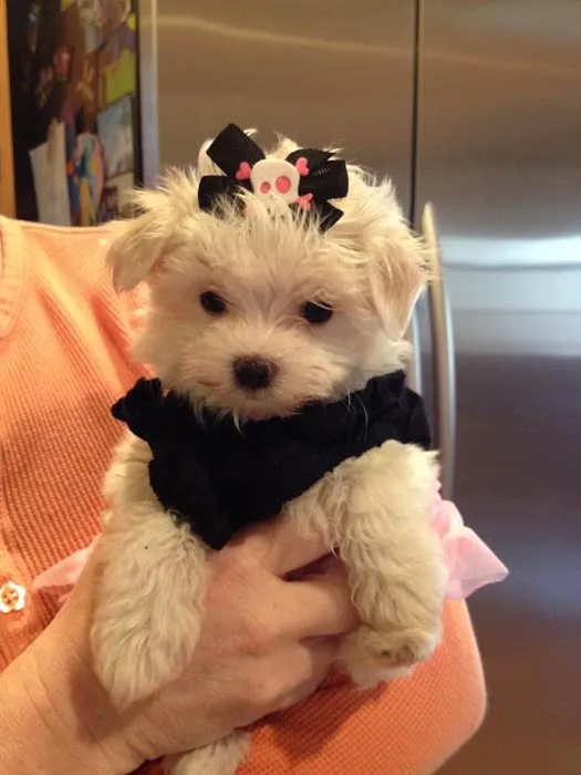 Earlysville Animal Hospital 12