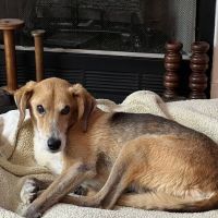 Earlysville Animal Hospital ico