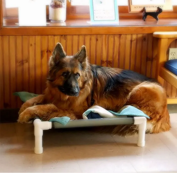 Earlysville Animal Hospital 12