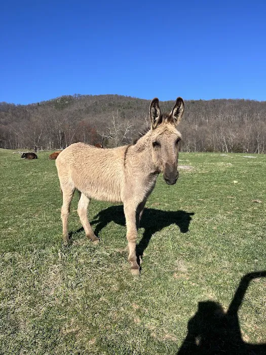 Blue Ridge Equine Clinic 6