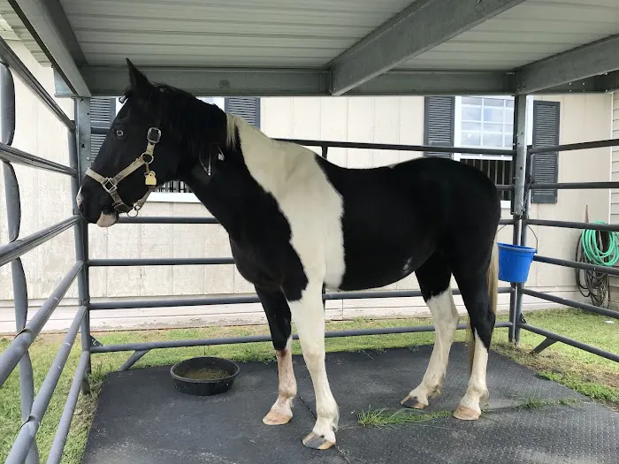 Blue Ridge Equine Clinic 1