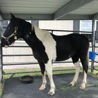 Blue Ridge Equine Clinic ico
