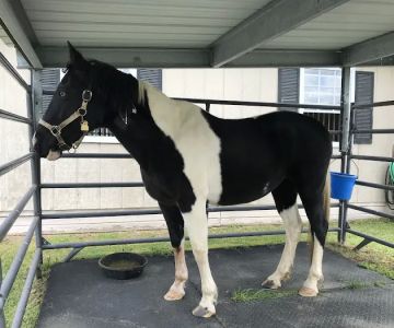 Blue Ridge Equine Clinic