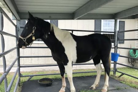 Blue Ridge Equine Clinic