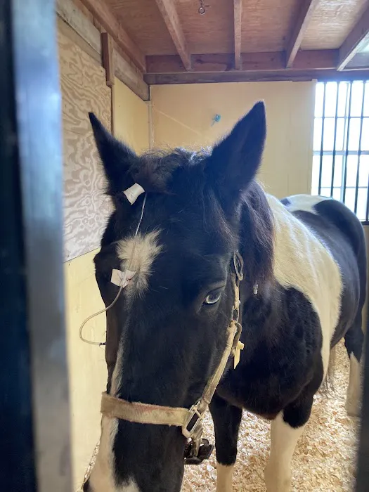 Blue Ridge Equine Clinic 3