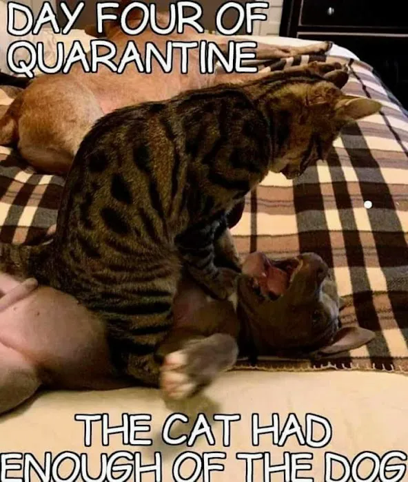 Charlottesville Cat Care Clinic 6