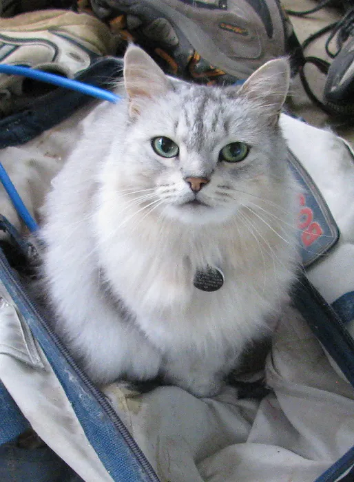 Charlottesville Cat Care Clinic 9